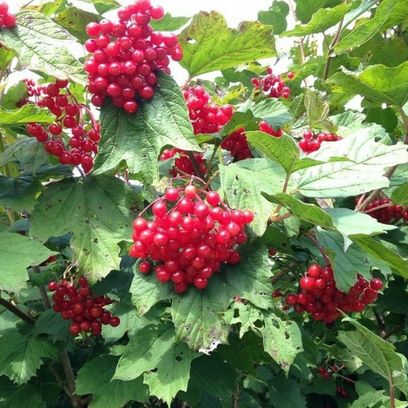 Tüplü Nadir Bulunan Aromatik Gilaboru (Girebolu) Fidanı