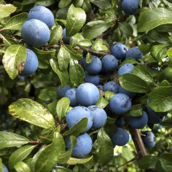 Tüplü Nadir Bulunan Çakal Eriği Erik Fidanı ürün görseli 1