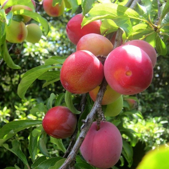 Tüplü Aşılı Aromatik Yüksek Verimli Laetitia Japon Erik Fidanı ürün görseli 1