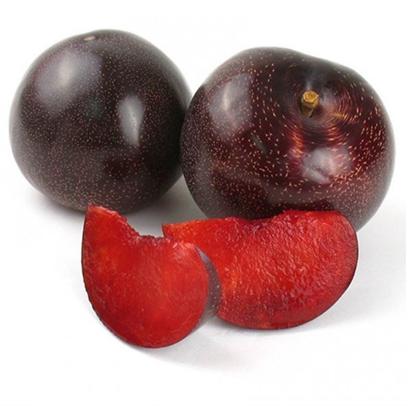 Tüplü Aşılı Özel Çeşit Verimli İçi Kırmızı Black Splendor Erik Fidanı - Resim 2