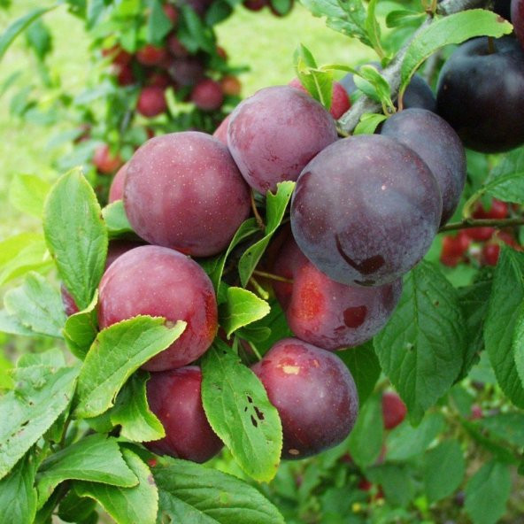 Tüplü Aşılı Erkenci Bol Verimli Red Beauty Japon Erik Fidanı ürün görseli