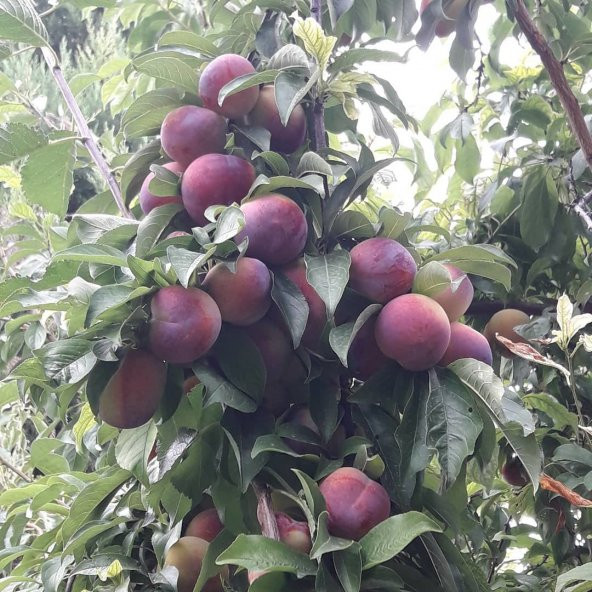 Tüplü Aşılı Verimli Aromatik Formosa Japon Erik Fidanı ürün görseli