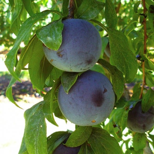 Tüplü Aşılı Verimli Aromalı Black Amber Japon Erik Fidanı ürün görseli