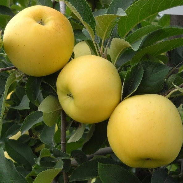 Tüplü Aşılı Yüksek Verimli Aromatik Golden Elma Fidanı