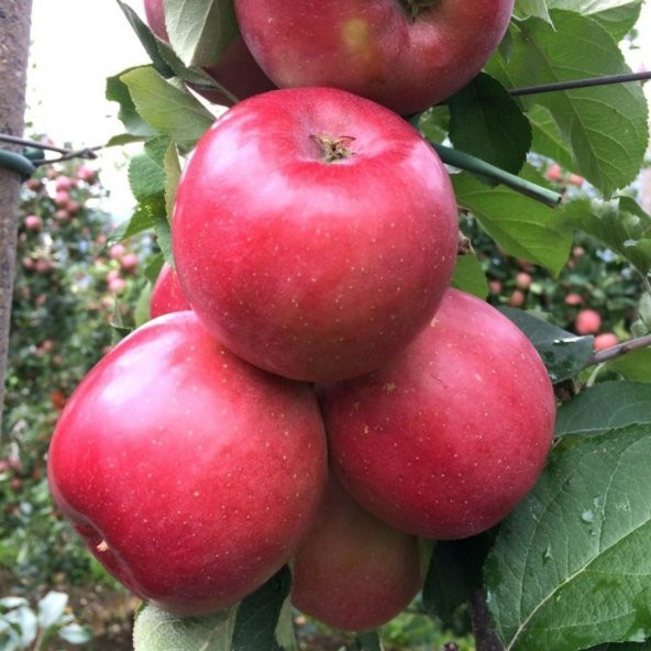 Tüplü Aşılı Sert Bol Sulu Verimli Fuji Kiku Elma Fidanı ürün görseli 1