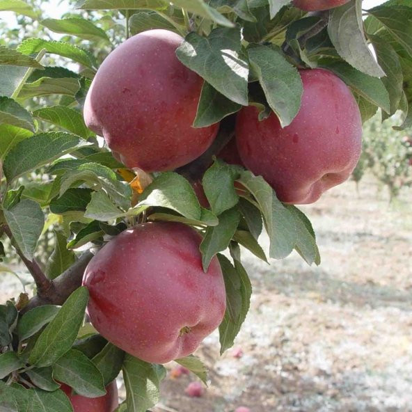 Tüplü Aşılı Bol Verimli İri Meyveli Scarlet Spur Elma Fidanı ürün görseli