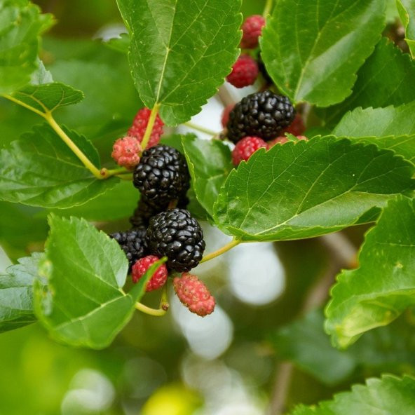 Tüplü Verimli Yoğun Aromalı Black Lion Dut Fidanı (150-200 cm) ürün görseli 1