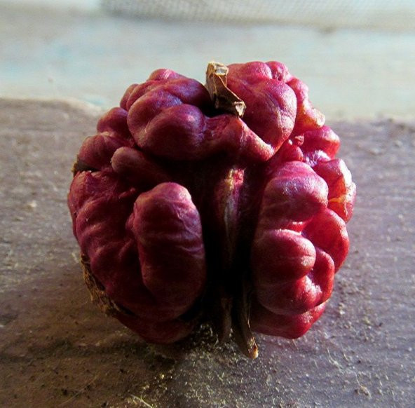 Sınırlı Stok Özel Üretim R.Livermore Kırmızı Ceviz Fidanı ürün görseli 1