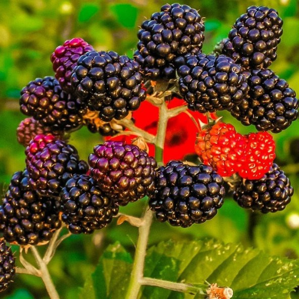Tüplü Özel Ürün Aromatik Bol Verimli Brazos Böğürtlen Fidanı ürün görseli