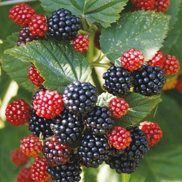 Tüplü Dikensiz Bol Verimli Jumbo Böğürtlen Fidanı ürün görseli