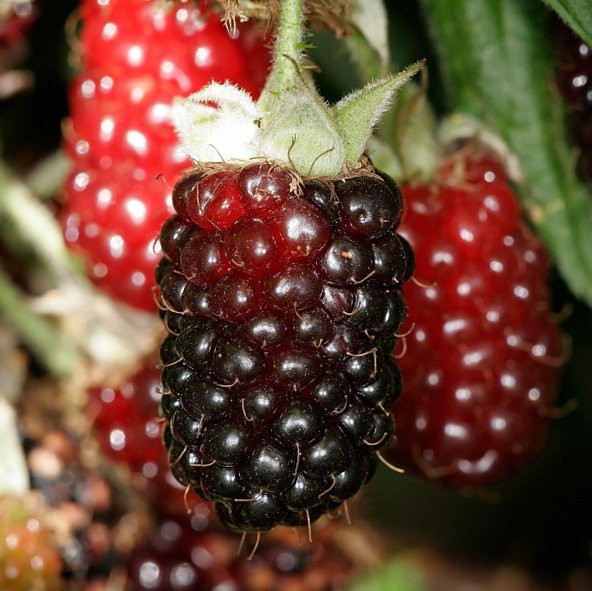 Tüplü Özel Üretim Verimli Melez Boysenberry Böğürtlen Fidanı