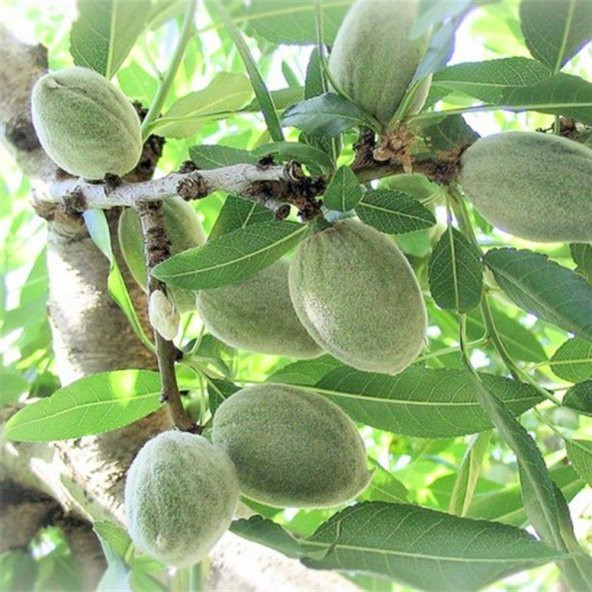 Tüplü Aşılı Verimli Amerikan Teksas (Texas) Badem Fidanı ürün görseli