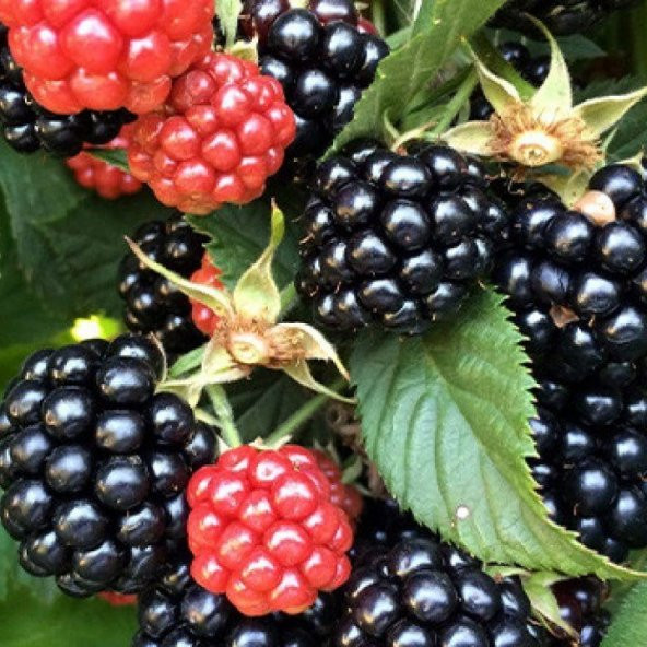 Tüplü Dikensiz Verimli Aromatik Bursa-3 Böğürtlen Fidanı