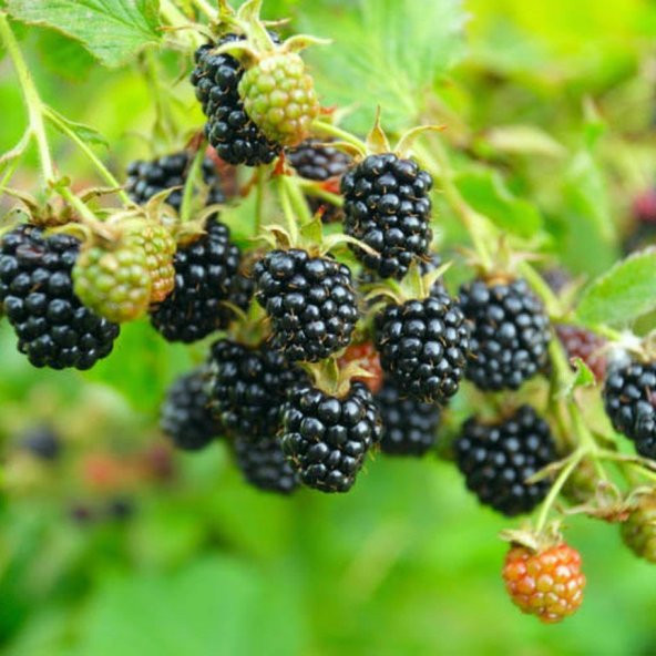 Tüplü Özel Çeşit Herdem Yeşil Thornless Evergreen Böğürtlen Fidanı ürün görseli