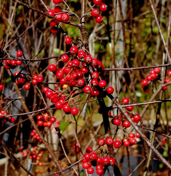 Tüplü Nadir Çeşit Kırmızı Aronya Aronia Chokeberry Fidanı ürün görseli 1