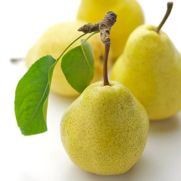 Tüplü Aşılı Bol Verimli Aromatik Williams Bartlett Armut Fidanı ürün görseli