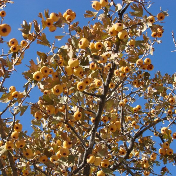 Tüplü Doğal Dikenli Yabani Sarı Alıç Fidanı ürün görseli 1