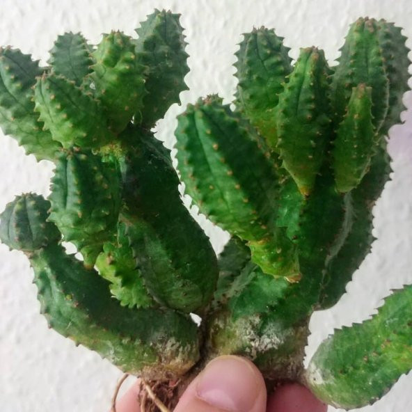 Euphorbia Species Bol Yavrulu Büyüyen Kaktüs Ağaç Yapılı (5.5 Luk Saksıda)