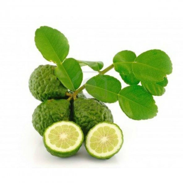 Tüplü Aşılı Nadir Bulunan Kaffir Lime Limon Fidanı - 1