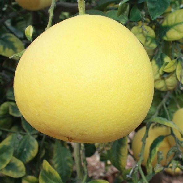 Tüplü Aşılı Nadir Bulunan Şadok Pomelo (Ağaç Kavunu) Fidanı - Resim 2