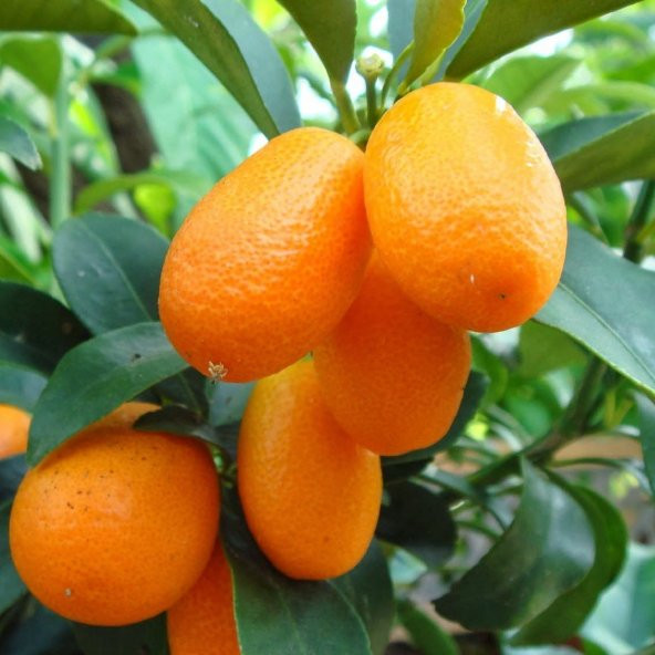 Tüplü Aşılı Saksılık Nagami Kamkat Fidanı (50-70 cm) ürün görseli 1