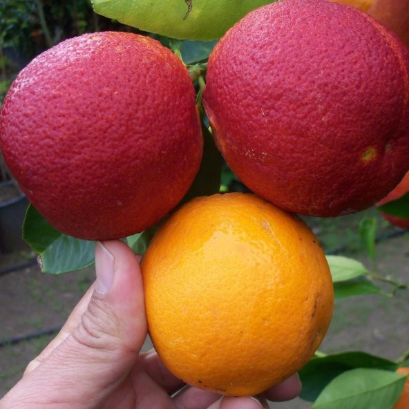 İçi Dışı Kırmızı Blood Orange Portakal Fidanı (Sınırlı Stok) ürün görseli 1