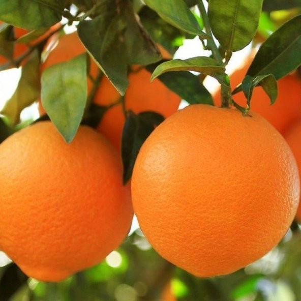 Tüplü Aşılı Bol Verimli Yarıbodur Navel Portakal Fidanı ürün görseli 1