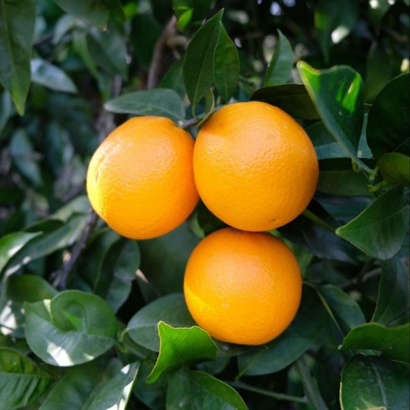 Tüplü Aşılı Bol Sulu Verimli Valencia Portakal Fidanı ürün görseli 1