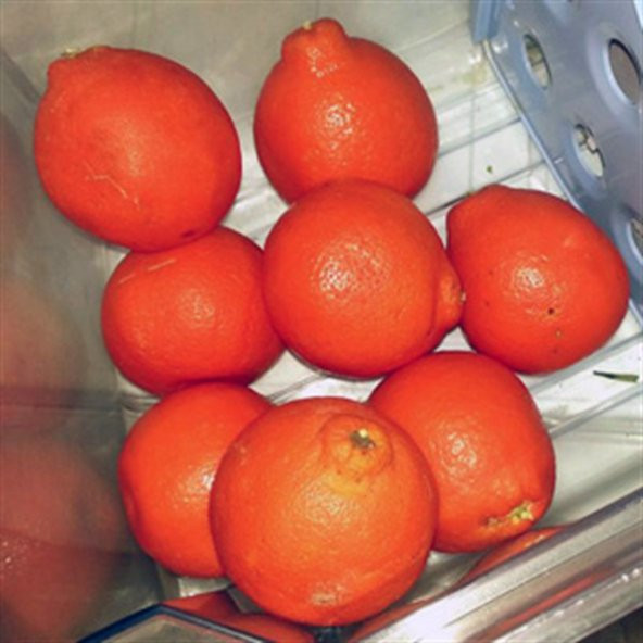 Tüplü Aşılı Bol Verimli Kokulu King Mandalina Fidanı - 1