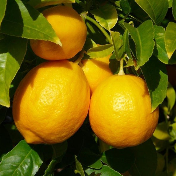 Tüplü Aşılı Bol Sulu Yüksek Verimli Mayer Limon Fidanı