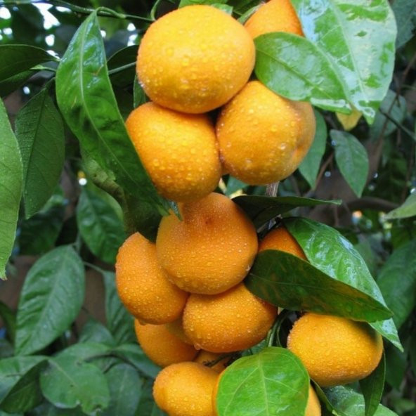 Tüplü Aşılı Bol Verimli Çekirdeksiz Miho Wase Mandalin Fidanı ürün görseli 1