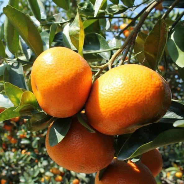 Tüplü Aşılı Bol Verimli Aromatik W.Murcott Mandalin Fidanı ürün görseli 1