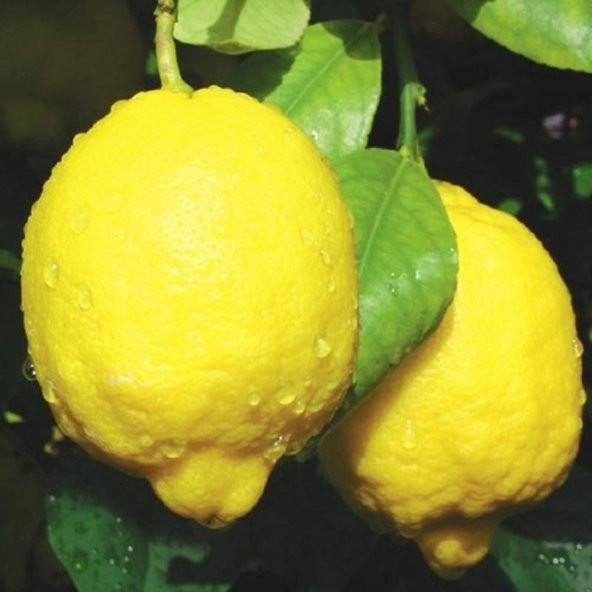 Tüplü Aşılı Bol Verimli Euroka Limon Fidanı ürün görseli