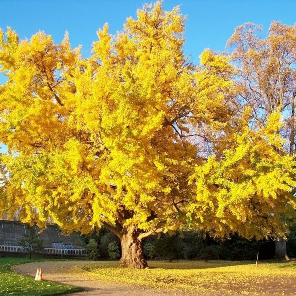 Tüplü Mabet Ağacı Ginkgo Biloba Fidanı (5-15 Cm) - 2