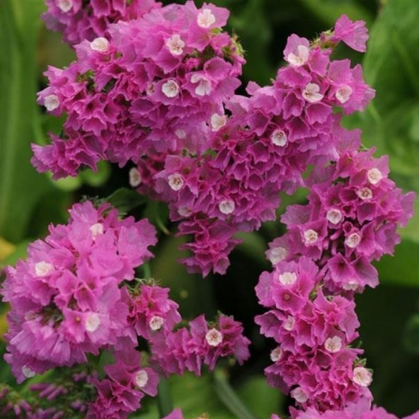 Limonium Sinuatum Deep Rose Deniz Lavantası Tohumu(30 tohum)