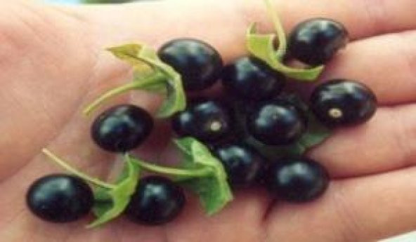 Meksika Jaltomato Tohumu (20 Tohum)