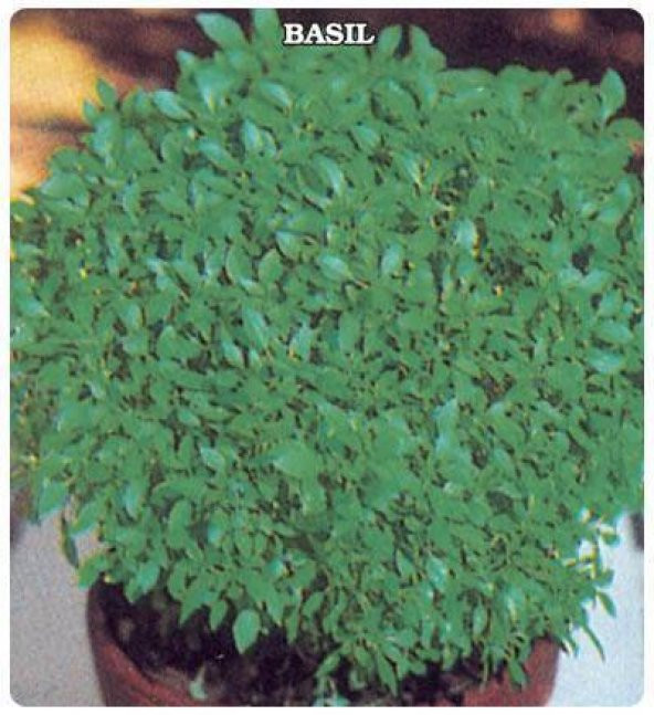 Top Reyhan Fesleğen Tohumu ürün görseli 1