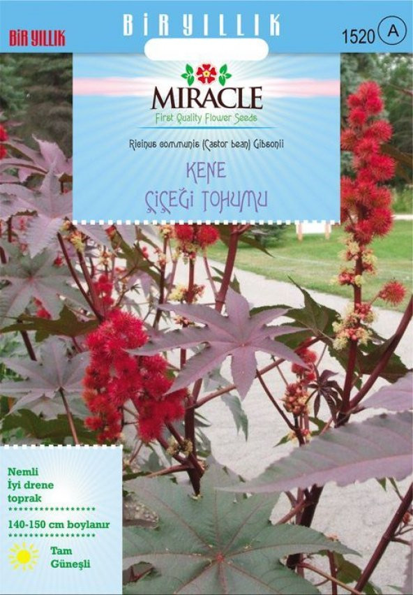 Miracle Gibsonii Kene (Castor Bean) Çiçeği Tohumu (5tohum)