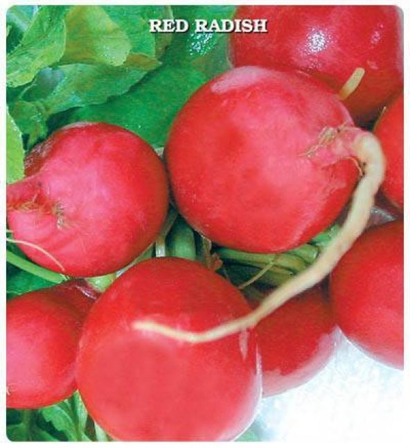 İri Kırmızı Turp Tohumu (550 tohum)