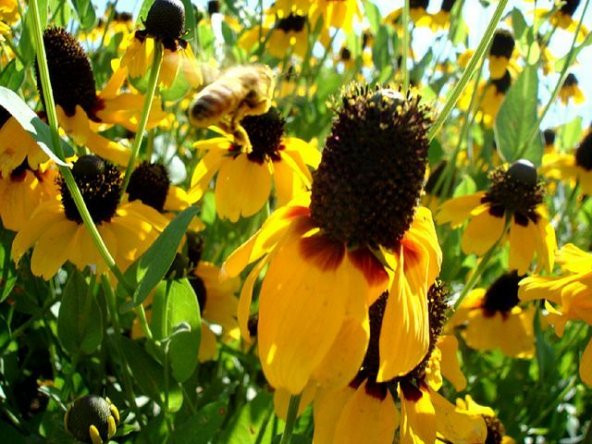 Golden Rudbekya (Rudbeckia) Güneş ŞapkasıÇiçeği Tohumu(100 tohum)