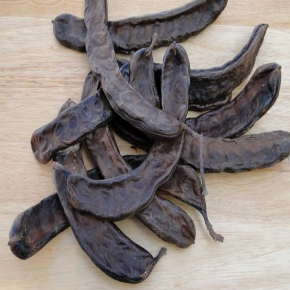 Doğal Amerikan Carop (Harnup) Ağacı Tohumu(5 tohum)