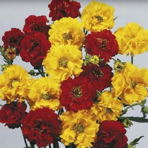 Dona Dayanıklı Kırmızı Katmerli Geum Kadife Çiçeği Tohumu(20 tohum) - Resim 3