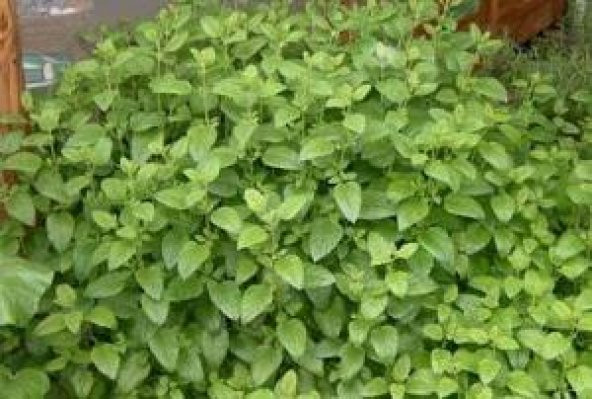 Melissa Oğul Otu Tohumu (50 tohum) ürün görseli 1