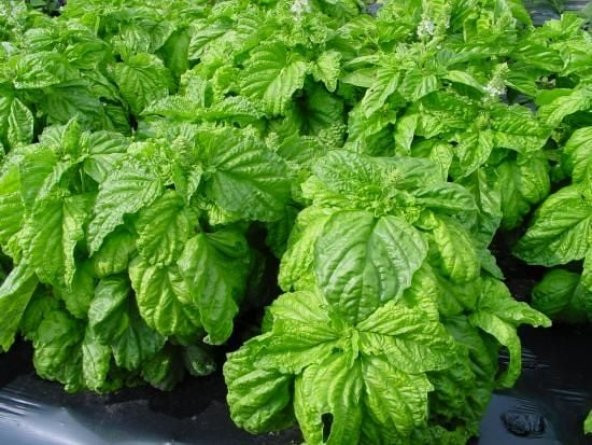 Doğal Yeşil Yapraklı Fesleğen (Reyhan) Tohumu(100 adet)