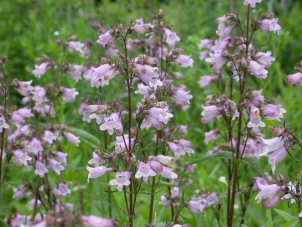 Sweet Lady Penstemon Çiçeği Tohumu (50 adet)