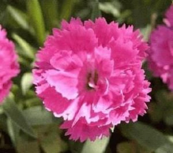Çin Pembesi Dianthus Çiçeği Tohumu (50 tohum) ürün görseli 1