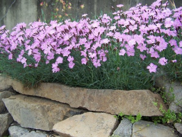 Dianthus Kır Pembesi Çiçeği Tohumu (50 adet) - 1