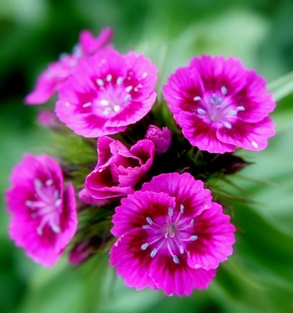 Lila Sweet William Dianthus Barbadus Çiçeği Tohumu(50 adet) ürün görseli 1