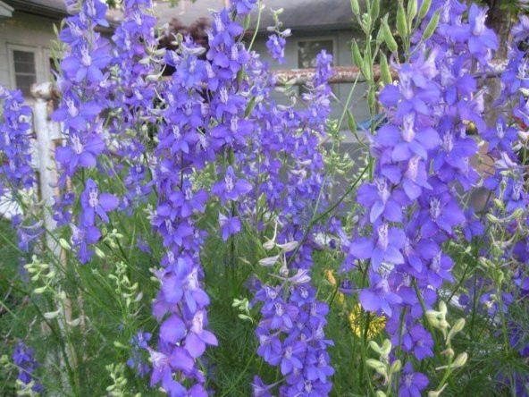 Blue Spike Delphinium (Hezaren) Çiçeği Tohumu(50 tohum) ürün görseli 1
