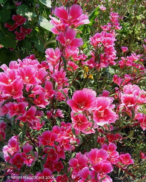 Pembe Güzeli Klarkiya Çiçeği Tohumu (100tohum)